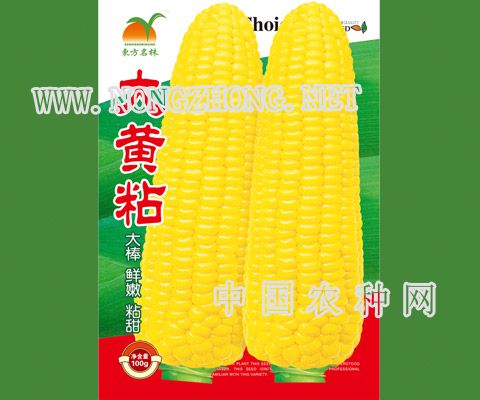 大黄粘
